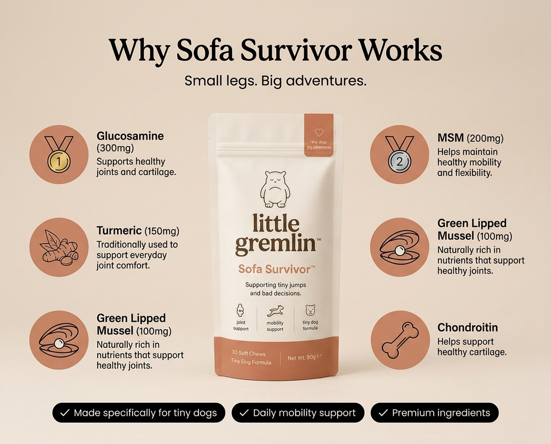 SOFA SURVIVOR